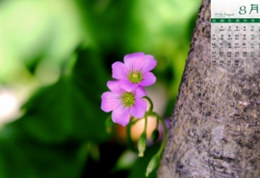 2021年3月20日生辰八字起名宝宝起名字喜用神.jpg